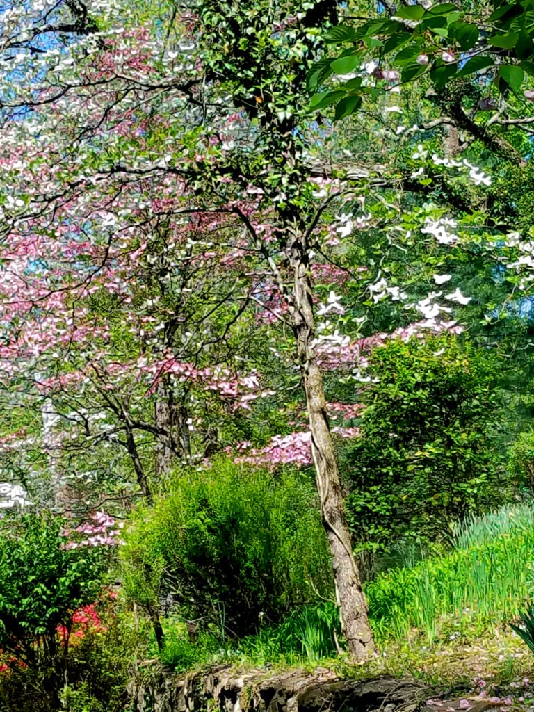Doogwoods in bloom Kentucky Spring Foliage
