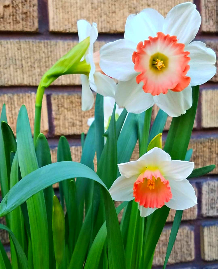 Follow The Yellow Brick Home - Early Spring Herbs and Blooms – Follow ...